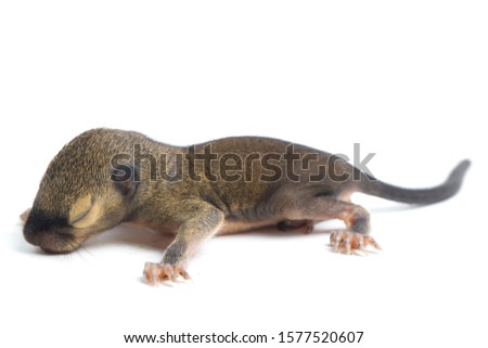 The baby plantain squirrel, oriental squirrel or tricoloured squirrel (Callosciurus notatus) is a species of rodents in the family Sciuridae isolated on white background