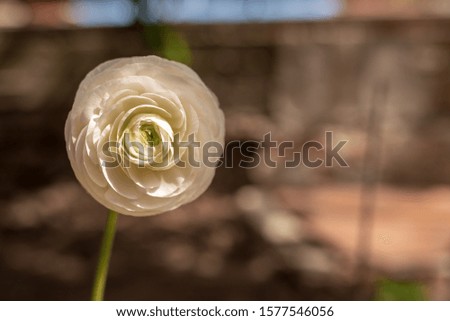 Beautiful spring flower in the garden - White Ranunculus. Image, closeup