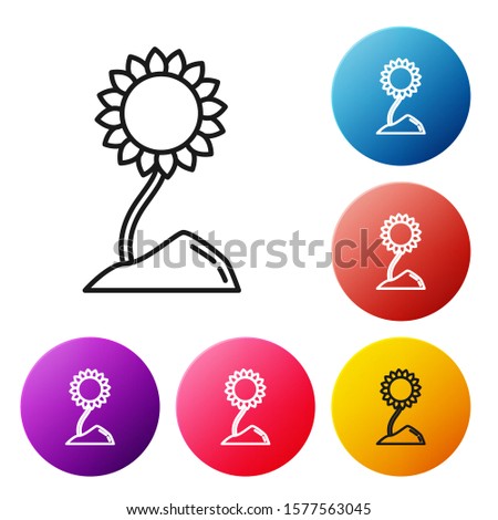 Black line Sunflower icon isolated on white background. Set icons colorful circle buttons. Vector Illustration
