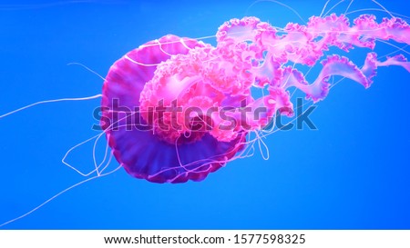 pink jellyfish swims in blue ocean sea, dangerous poisonous jellyfish Pelagia Noctiluca (Acalefo luminiscenta), Tenerife, Canary Island Royalty-Free Stock Photo #1577598325
