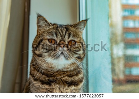 melancholy concept picture of exotic cat portrait sadness sight looking at camera on windowsill in room with window background  