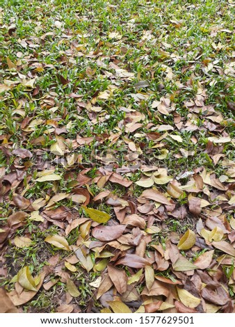 picture of grass and leaves