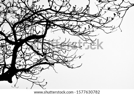 Tree branches silhouette photo took in winter in Hong Kong