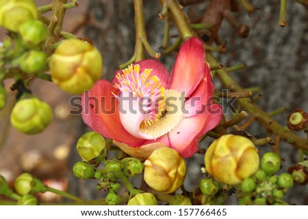 Sala flower on tree