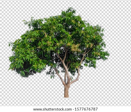 mango tree on transparent picture background with clipping path 
