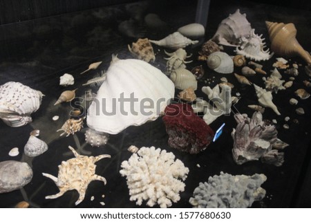 Dark background for screensaver, screen, Wallpaper or text with images of corals, shells of different sizes under glass