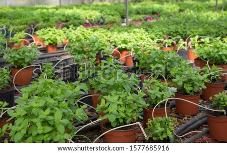 Picture of seedlings of spearmint  growing in pots in sunny greenhouse 