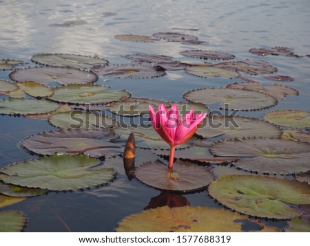 A close up Lotus in river