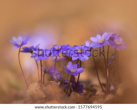 Beautiful view of the bunch of anemones hepatica; background of the first spring flowers
