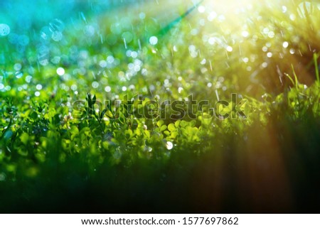 Green grass under water drops sun day light close up