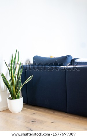 Interior of a modern house with parquet, a green plant in a white vase and a blue sofa. Living room of a new apartment, furniture and real images of a lived-in house. Tranquility and comfort at home