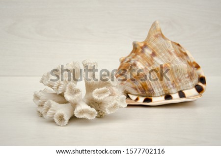 Seashells of different sizes and corals on a light background.