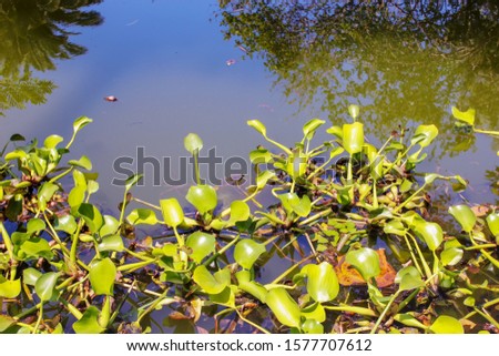 pond with beautiful lotus flowers and reflection of the sky on the surface of the water.
