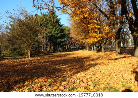 Autumn forest background of Russian nature. Can use for your text, Wallpaper, screen saver or calendar picture, booklet.