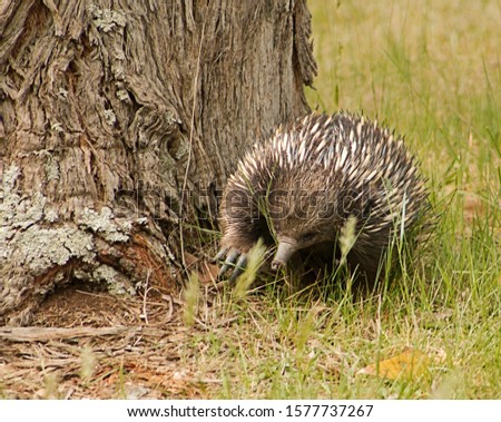 Echidnas, or spiny anteaters are roaring along the grass on Barringo Victoria Australia, Echidnas and platypus are the only egg-laying mammals. 