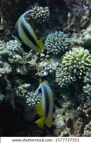 Red Sea bannerfish near coral reef in the Red Sea, Marsa Alam, Egypt. Heniochus intermedius is a Perciform fish. This fish is pale yellow below and white above, with two broad diagonal black bands.