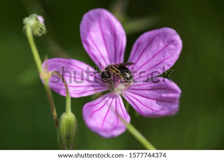 Lilac-leaved flower that grows in nature.