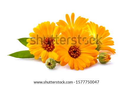 Calendula. Flowers with leaves isolated on white background.