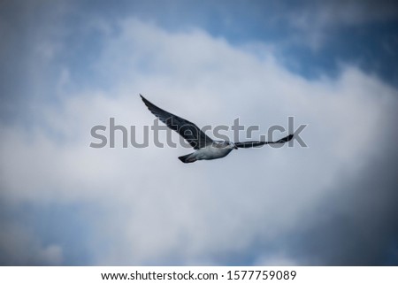 Flight over the Aegean Sea. Seagulls