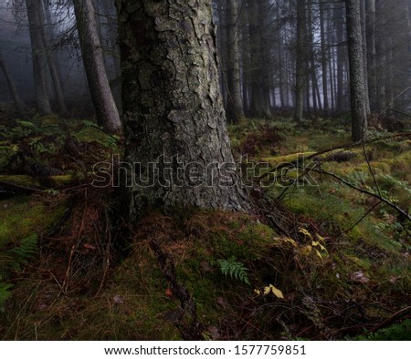 Woodland Wander in Dura Den, Fife
