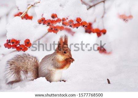 
Winter still life. Squirrel among the branches of a tree with red berries in the snow.