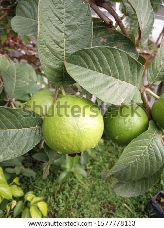 world vegan day concept. guava and leaves, nature photo object