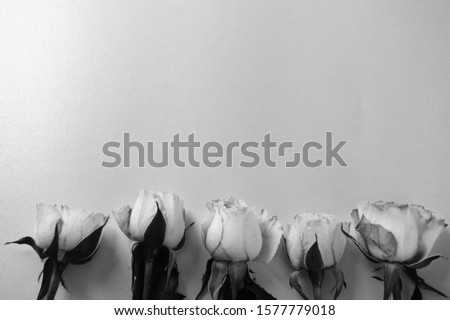 Monochrome photography gray background with roses lying on the bottom edge of the layout template. Creative blank card for invitation, greetings with copy. The view from the top, flat lay