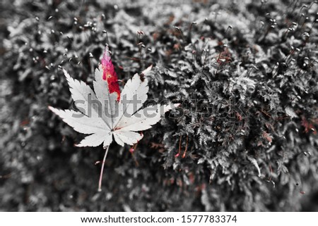 Red maple leaf Placed on a group of moss on the ground in the winter forest.shallow focus effect.
