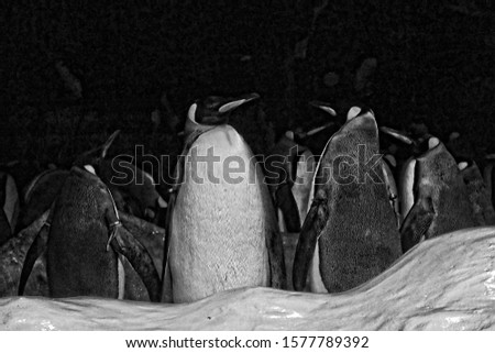 beautiful elegant black and white penguins in a cold environment at a zoo in Spain