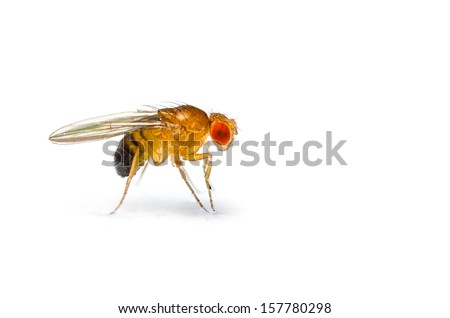 Single fruit fly (drosophila melanogaster) on white background Royalty-Free Stock Photo #157780298