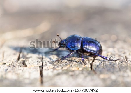 Anoplotrupes stercorosus bug in summer forest, selective focus. Beautiful beetle Anoplotrupes stercorosus. Anoplotrupes stercorosus, known as dor beetle, a species of earth-boring dung beetles.  Royalty-Free Stock Photo #1577809492