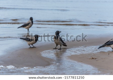 Black Headed Crows on A Baltic Beach Sea