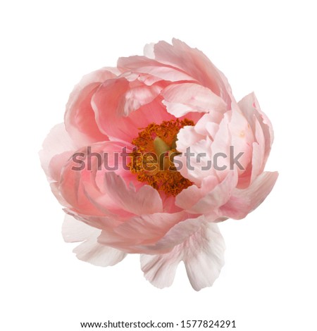 Pink peony flower isolated on white background. Royalty-Free Stock Photo #1577824291
