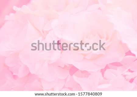 Blurred of rose flowers pink blooming. in the pastel color style for background.