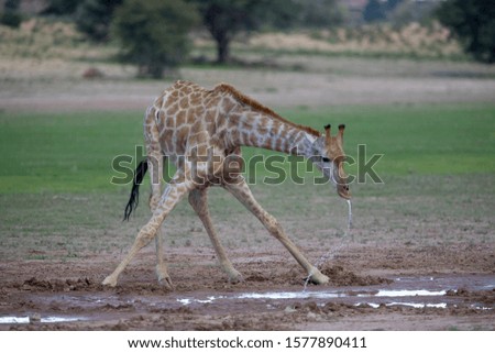 Giraffe (Giraffa giraffa giraffa), in the waterhole, Kgalagadi Transfrontier Park in rainy season, Kalahari desert, South Africa/Botswana.