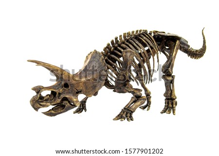Fossil skeleton of Dinosaur three horns Triceratops ready to fight isolated on white background. Royalty-Free Stock Photo #1577901202