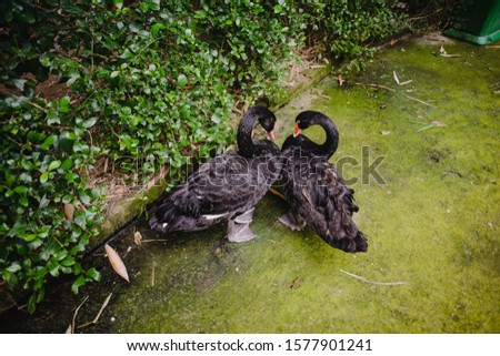 Two black swans in the Park side by side in the shape of a heart