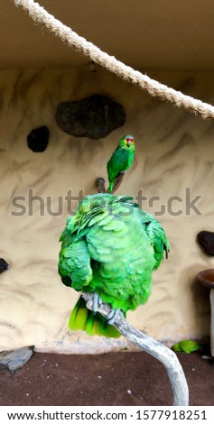 Two green birds in a zoo