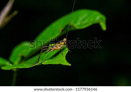 Macro shot of grasshopper on the leaf