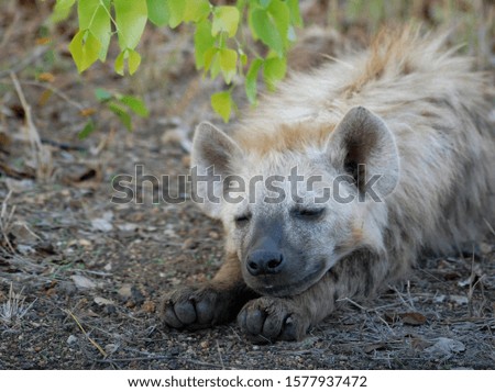 Sub adult spotted Hyena sleeping