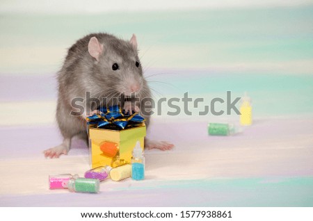 Gray cute funny festive rat on a rainbow background with a golden gift box with a bow and bottles, concept for a holiday card with a copyspace