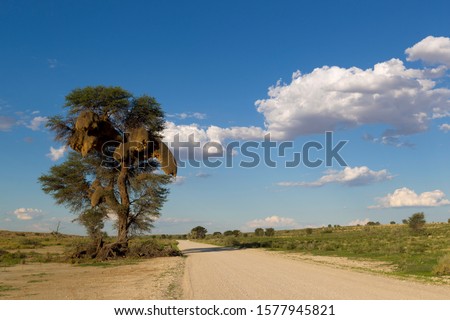 Huge communal nest of Sociable Weavers (Philetairus socius) in a camelthorn tree (Acacia erioloba), Kgalagadi Transfrontier Park in rainy season, Kalhari Desert, South Africa/Botswana
