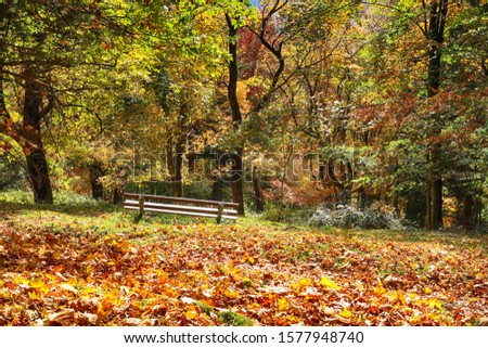 resting bench on forest hillside autumnal colors
