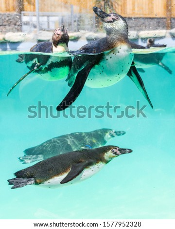 Humboldt Penguin in clear blue water