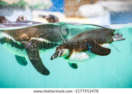 Humboldt Penguin in clear blue water