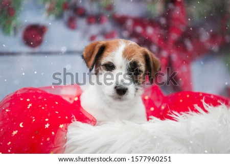 portrait of puppy Jack Russell Terrier dog in basket on new year holiday background with red cloth, new year