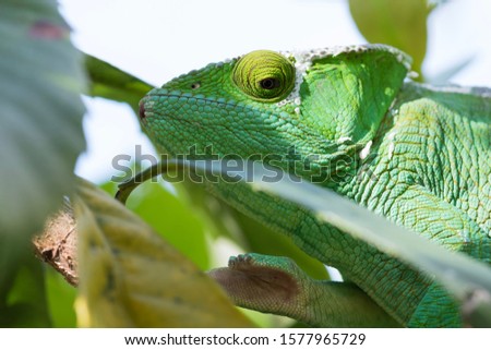 Panther chameleon (Furcifer pardalis), close to Andasibe Mantadia National Park, Madagascar Wildlife, Africa.