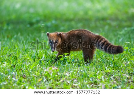 Coati photographed in Linhares, Espirito Santo. Southeast of Brazil. Atlantic Forest Biome. Picture made in 2014.