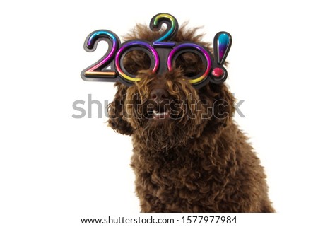 funny dog new year  2020 wearing text grasses. isolated on white background