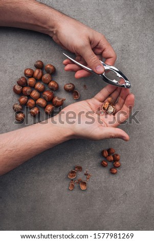 A man is cracking a hazelnut. Gray background. Top view.